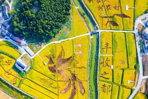 包鸾